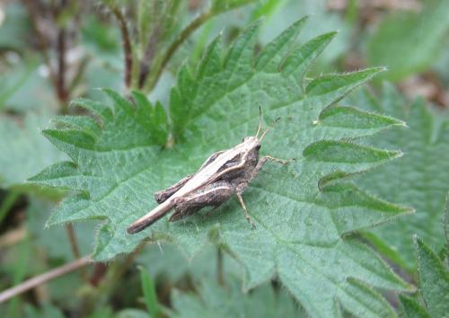 Réf. 179 630 : Tetrix subulata